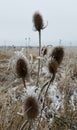 Wilted thistle in a frozen field