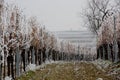 grapevines are covered with frost in winter Royalty Free Stock Photo