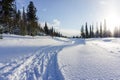 Winter landscape of coniferous forest with a snowy road leading to the village Royalty Free Stock Photo