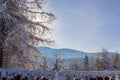 Winter landscape with coniferous trees and Beskid Mountains in Poland Royalty Free Stock Photo