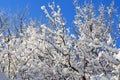 Winter landscape, consisting of a snowy crown of a tree against a blue sky.