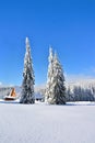 winter landscape with a cottage near pine trees covered with snow