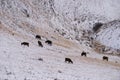 winter landscape cows snow-covered mountain pasture