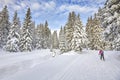 Winter landscape with cross-country skiing tracks and skier. Royalty Free Stock Photo