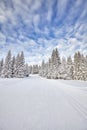 Winter landscape with cross-country skiing tracks. Royalty Free Stock Photo