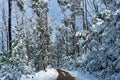 Winter landscape of dirt road and high trees covered with snow Royalty Free Stock Photo