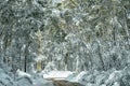 Winter landscape of dirt road and high trees covered with snow Royalty Free Stock Photo