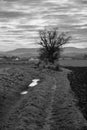 Winter Landscape with Dirt Road in the Mostviertel, Lower Austria in Black and White Royalty Free Stock Photo