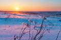 Winter landscape with dry frozen grass on the background of snow Royalty Free Stock Photo