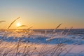 Winter landscape with dry frozen grass on the background of snow covered plain, blue sky and orange sun at sunset. Beautiful Royalty Free Stock Photo
