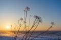 Winter landscape with dry frozen grass on the background of snow covered plain, blue sky and orange sun at sunset. Beautiful Royalty Free Stock Photo