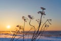 Winter landscape with dry frozen grass on the background of snow covered plain, blue sky and orange sun at sunset. Beautiful Royalty Free Stock Photo