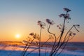 Winter landscape with dry frozen grass on the background of snow covered plain, blue sky and orange sun at sunset. Beautiful Royalty Free Stock Photo