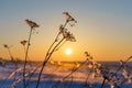 Winter landscape with dry frozen grass on the background of snow covered plain, blue sky and orange sun at sunset. Beautiful Royalty Free Stock Photo