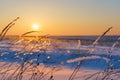 Winter landscape with dry frozen grass on the background of snow covered plain, blue sky and orange sun at sunset. Beautiful Royalty Free Stock Photo