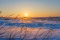 Winter landscape with dry frozen grass on the background of snow covered plain, blue sky and orange sun at sunset. Beautiful Royalty Free Stock Photo