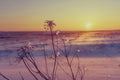 Winter landscape with dry frozen grass on the background of snow covered plain, blue sky and orange sun at sunset. Beautiful Royalty Free Stock Photo