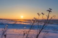 Winter landscape with dry frozen grass on the background of snow covered plain, blue sky and orange sun at sunset. Beautiful Royalty Free Stock Photo