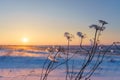 Winter landscape with dry frozen grass on the background of snow covered plain, blue sky and orange sun at sunset. Beautiful Royalty Free Stock Photo