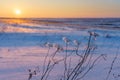 Winter landscape with dry frozen grass on the background of snow covered plain, blue sky and orange sun at sunset. Beautiful Royalty Free Stock Photo