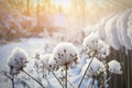 Winter landscape with dry plants near a village fence covered with snow Royalty Free Stock Photo