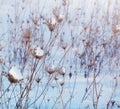 Winter landscape. Dry plants in snow in the winter.