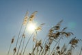 Winter landscape with dry reeds against blue sky and sun at noon. Beautiful natural scenic background Royalty Free Stock Photo