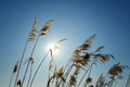 Winter landscape with dry reeds against blue sky and sun at noon Royalty Free Stock Photo