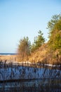 Winter landscape with dunes by the sea where small green pines grow. Reeds in the foreground Royalty Free Stock Photo