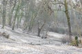 Winter landscape in a Dutch forest with a snow covered hill with bare trees, a wooden bench next to a winding path Royalty Free Stock Photo