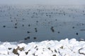 Winter landscape with eurasian coots swimming in a lake