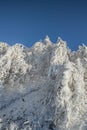 Winter landscape in the evening, trees and shrubs turning green and covered with a layer of snow against a blue sky Royalty Free Stock Photo