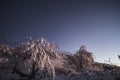 Winter landscape in the evening, trees and shrubs turning green Royalty Free Stock Photo