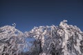 Winter landscape in the evening, trees and shrubs turning green Royalty Free Stock Photo