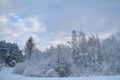 Winter landscape with fair trees under the snow Beautiful Lithuania winter