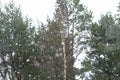 Winter landscape, falling snow. Photo taken from the bus window. Soft focus. cloudy day in December in Estonia. Royalty Free Stock Photo