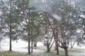 Winter landscape, falling snow. Photo taken from the bus window. Soft focus. cloudy day in December in Estonia. Royalty Free Stock Photo