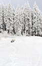 Winter landscape in fir forest on glade with playful dog siberian husky lying on the back and path with footprints in snow