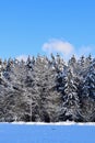 Trees covered with snow in the winter forest. Blue sky. Winter landscape. Winter background Royalty Free Stock Photo