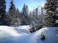 Winter landscape with fir trees covered with snow Royalty Free Stock Photo