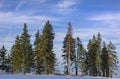 Winter landscape with fir trees forest covered by heavy snow in Postavaru mountain, Poiana Brasov resort, Royalty Free Stock Photo