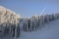 Winter landscape with fir trees forest covered by heavy snow in Postavaru mountain, Poiana Brasov resort, Royalty Free Stock Photo