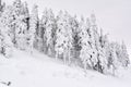 The Winter landscape with fir trees forest covered by heavy snow in Postavaru mountain, Poiana Brasov resort, Romania. Royalty Free Stock Photo