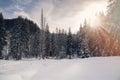 Winter landscape of fir trees forest Royalty Free Stock Photo