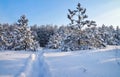 Winter landscape with firs and road. Royalty Free Stock Photo