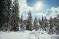 Sunny winter landscape in the nature: Footpath, snowy trees, sunshine and blue sky Royalty Free Stock Photo