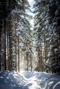 Sunny winter landscape in the nature: Footpath, snowy trees, sunshine and blue sky Royalty Free Stock Photo