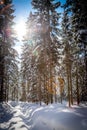 Sunny winter landscape in the nature: Footpath, snowy trees, sunshine and blue sky Royalty Free Stock Photo