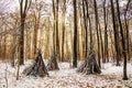 Winter landscape in the forest.A beautiful view.Snow is falling.White Christmas in Bucharest Royalty Free Stock Photo