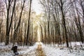 Winter landscape in the forest.A beautiful view.Snow is falling.White Christmas in Bucharest Royalty Free Stock Photo